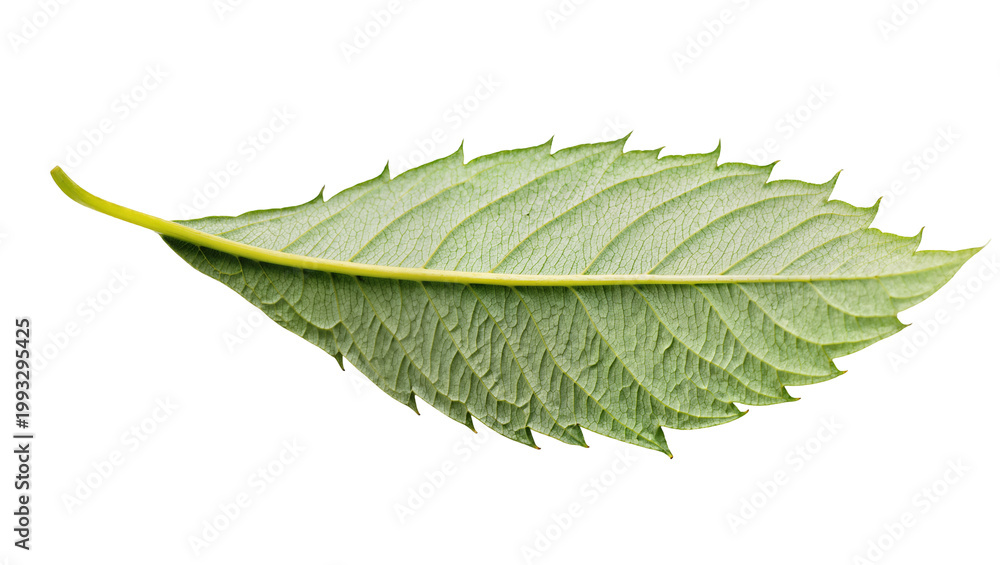 Fototapeta premium Long slender green leaf with serrated edges and visible veins