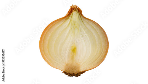 Yellow bulb onion with dry root end and papery skin