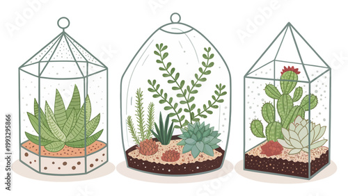 Set of three glass terrariums with various succulents and cacti, handdrawn vector illustration of indoor plants in geometric glass containers