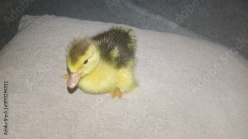 A beautiful little duck quacks with its lovely voice 