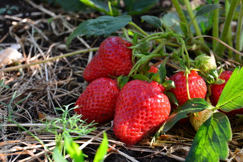 red strawberries on the plant in the garden copy space low angle view