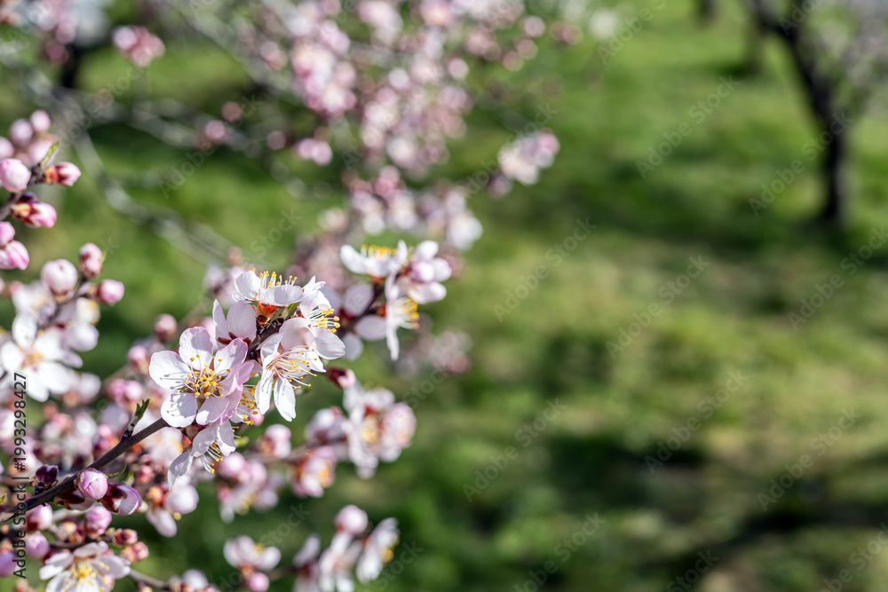 Fototapeta premium Apricot Blossom Flower with Pink Buds on Branch