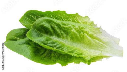Crisp vibrant green Romaine lettuce head with ruffled edges