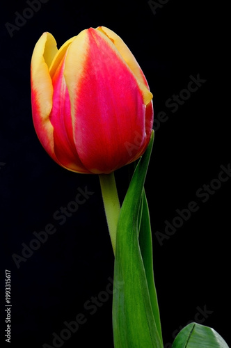 Tulips Macro