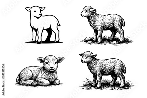 Four renditions of a young woolly lamb depicted in contrasting artistic techniques — sparse contour linework, dense stipple engraving, and vintage etching — suited for religious iconography, pastoral