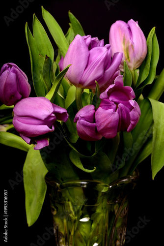 Tulips Macro
