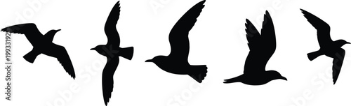 Five graceful sea birds in flight with wings spread soaring through the air on a white background