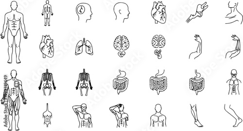 Medical Anatomy Icon Set: Body Organs, Skeleton, Human Silhouette, Line Art