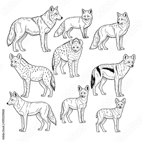 Group of Various Wolf Illustrations.