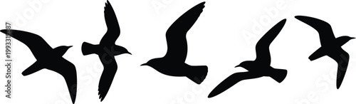 Five graceful seabird silhouettes soaring with wings spread wide across a clear bright sky