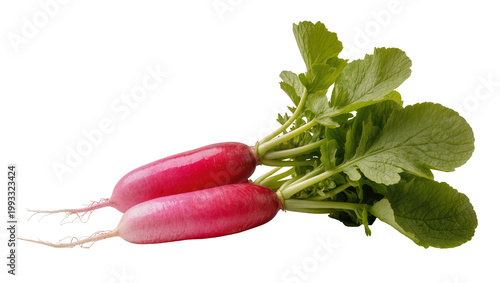 Tableau sur toile Crimson Radishes with Green Leaves and Rootlets