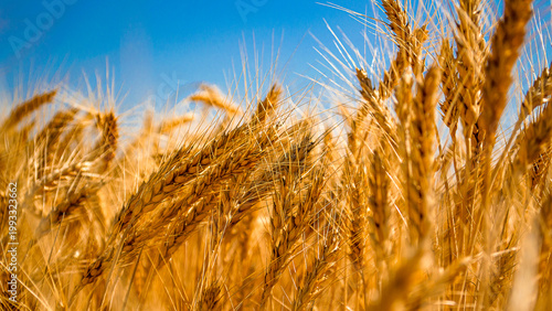 Wheat stalks sway gently in the wind in a vast field. The sky is bright with a few clouds. The sun shines on golden grains ready for harvest.