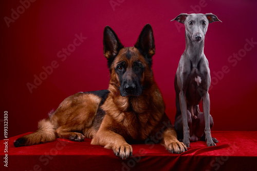 portrait of a two dogs on a red background