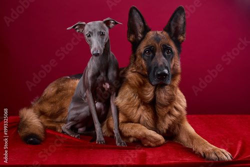 portrait of a two dogs on a red background