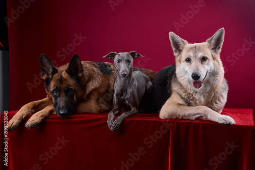 portrait of a three dogs on a red background
