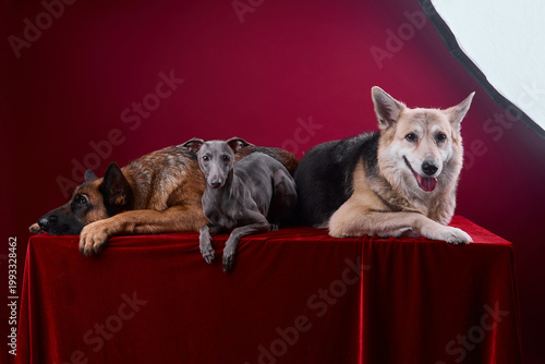 portrait of a three dogs on a red background