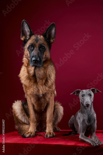 portrait of a two dogs on a red background