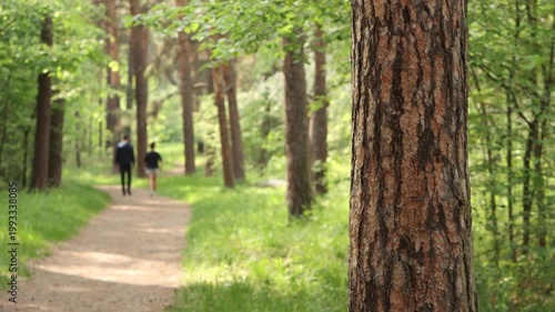 A young couple walking in a summer park. The silhouettes of a man and a woman walk along a path between the trees. The camera focuses on the pine tree trunk.