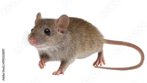 Принти на полотні Gray House Mouse Standing Profile View with Long Tail