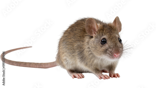 Quadro em tela Gray House Mouse with Long Tail and Whiskers