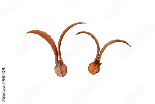 Dipterocarpus alatus seeds isolated 0n white background.