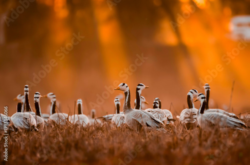 Принти на полотні Bar headed geese rest quietly on the ground as warm sunset light spreads across