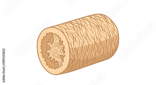 Cross-section of a Plant Stem showing Vascular Bundles and Pith
