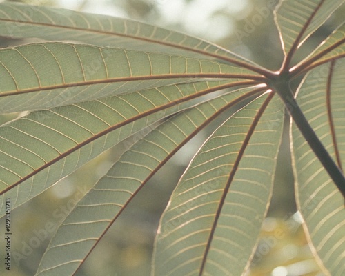 nature picture
