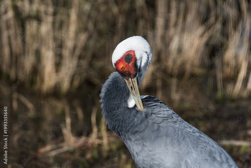 Fototapeta premium Close-up Portrait of a White-naped Crane with Distinctive Red Eye Patch and Elegant Plumage 