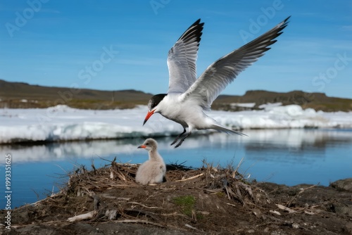 Adult tern in flight above chick in nest near icy shoreline
