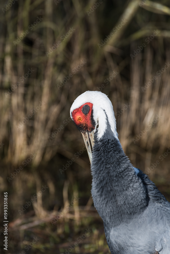Fototapeta premium Close-up Portrait of a White-naped Crane with Distinctive Red Eye Patch and Elegant Plumage