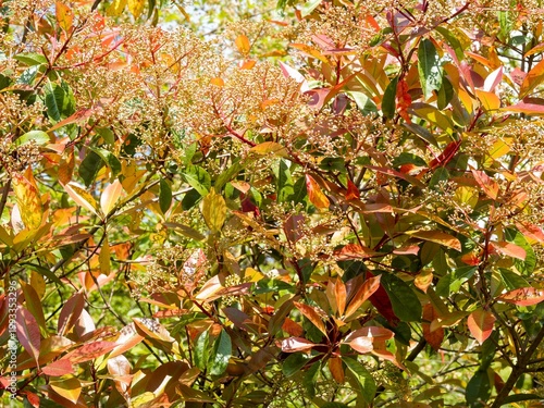 Φωτογραφία Photinia × fraseri, variété 'Red Robin' - Photinie de Fraser au  feuillage print