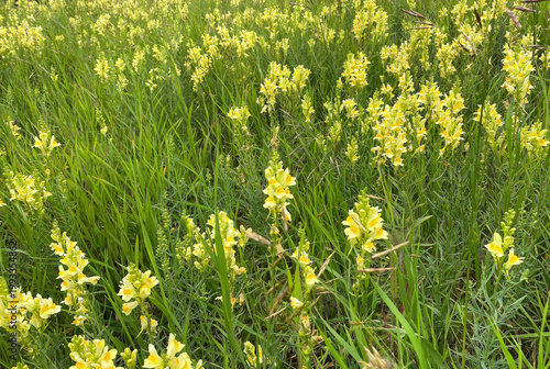 Close up of Butter and Eggs Linaria vulgaris yellow and orange, names are common toadflax, wildflower blossoms growing in summer