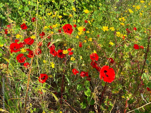 Wildflowers. Poppies and yellow flowers, a red and yellow carpet of spring flowers.