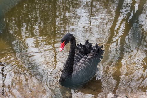 Tableau sur toile Elegant Black Swan Swimming in a Pond with Golden Water Reflections in Bird Park
