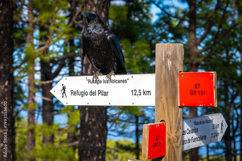 Fototapeta premium Canary Island Raven Overlooking Volcanic Hiking Trail; Ruta de los Volcanes La Palma; Wildlife Sentinel in High Altitude Wilderness and Black Lava Landscape