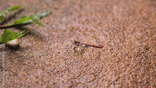 Close-up of ants dragging a small worm across wet ground after rain. The footage reflects insect behavior, teamwork, nature, survival, food gathering, and macro wildlife activity.