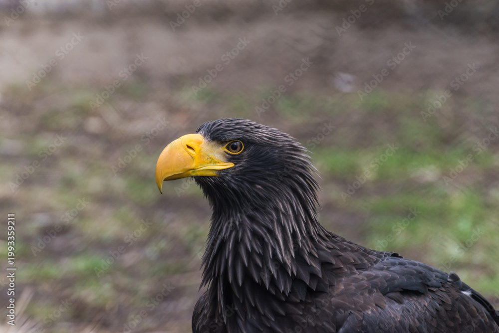 Fototapeta premium Majestic Steller's Sea Eagle Portrait with Powerful Yellow Beak in Bird Park Zoo Close up Portrait 