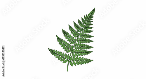 Illustration of a single green fern frond with multiple leaflets on a white background