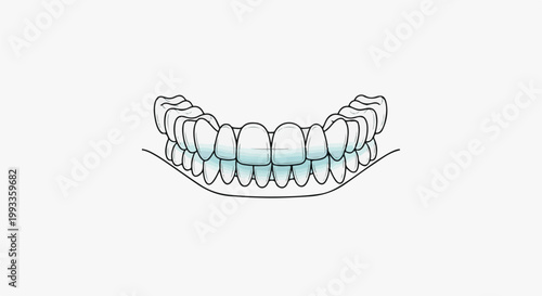 Illustration of human teeth arranged in upper and lower rows