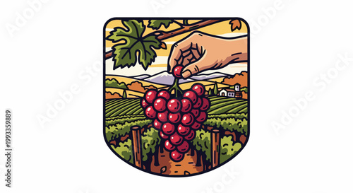 Hand harvesting ripe grapes in a vineyard with distant hills and farm buildings