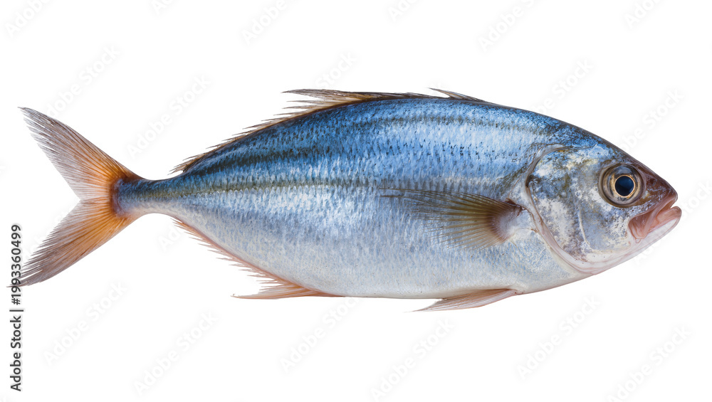 Obraz premium Blue slender fish with orange fins and silver scales