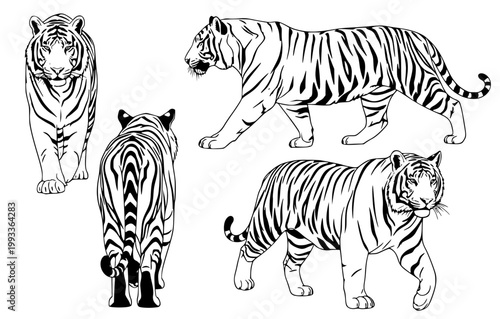 Dynamic black and white line art collection featuring multiple majestic tigers in various powerful poses, highlighting their striking stripes and predatory grace for diverse creative projects