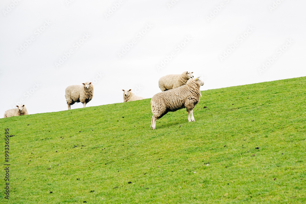 Fototapeta premium Peaceful Flock of Sheep Grazing on a Coastal Dike, Spring Pasture with Vibrant Green Grass in Natural Daylight