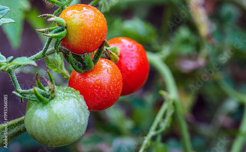 Fotografía Fresh Red Tomatoes Growing on vine with droplets on Organic Garden