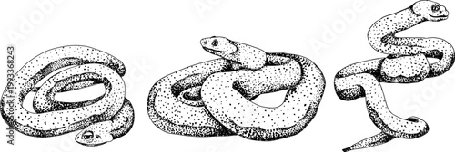 Hand drawn illustration set in a dark plague doctor theme, medieval medicine, anatomy, and occult aesthetics. Vintage engraving style, suitable for gothic, historical, and dark