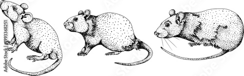 Hand drawn illustration set in a dark plague doctor theme, medieval medicine, anatomy, and occult aesthetics. Vintage engraving style, suitable for gothic, historical, and dark