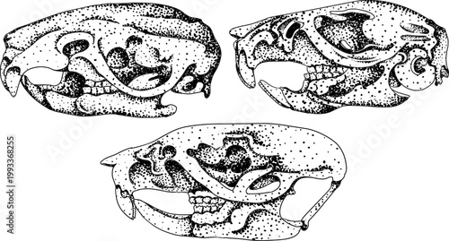 Hand drawn illustration set in a dark plague doctor theme, medieval medicine, anatomy, and occult aesthetics. Vintage engraving style, suitable for gothic, historical, and dark