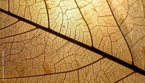 Extreme macro shot of an intricate leaf skeleton vein pattern with warm golden backlighting.