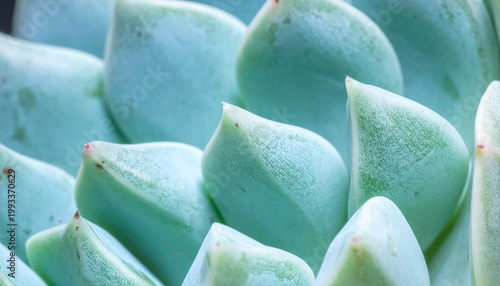 Abstract macro of a pale blue Echeveria succulent showing epicuticular wax and geometric leaf patterns.